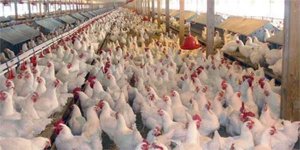 رئیس صنعت، معدن و تجارت كهگیلویه:دلیل گرانی مرغ بی توجهی به جوجه ریزی است