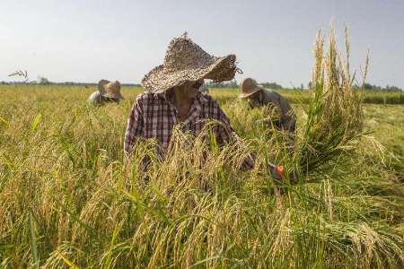 سالم ترین برنج گیلان در حال برداشت است