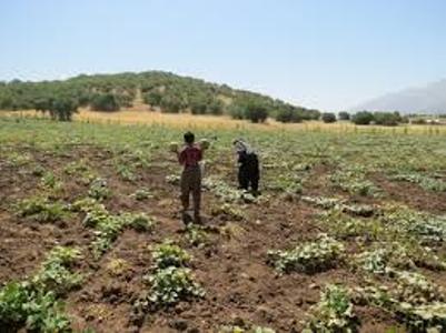 صرفه جویی آب در مزارع كردستان با كشت گرمك دیم