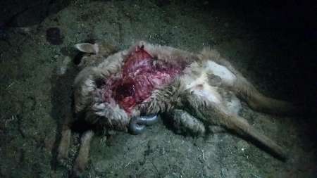 حمله حیوان ناشناخته به گوسفندان یك روستای جاجرم