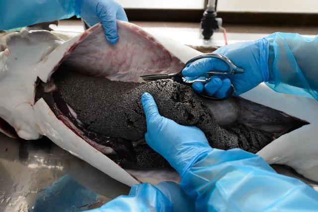 Iran biggest producer of sturgeon fish: Official Iran biggest producer of sturgeon fish: Official