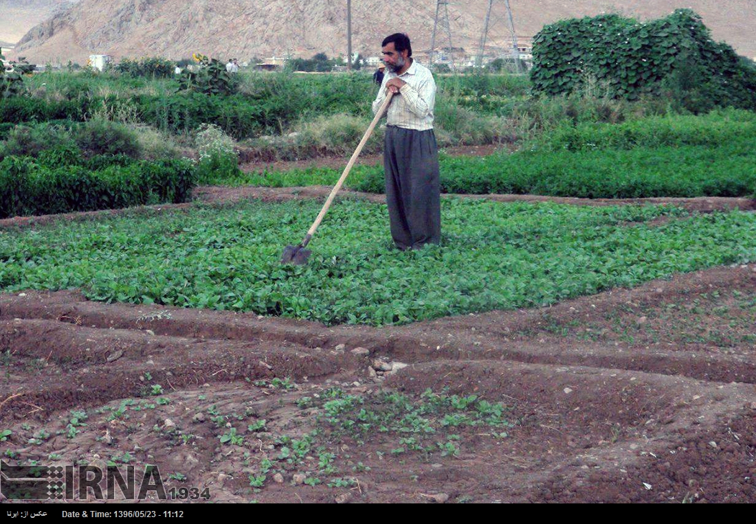 فرماندار: کشت دوم محصولات کشاورزی در روانسر ممنوع است