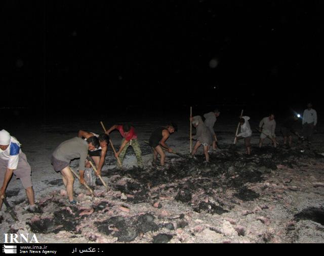نجات هزار فلامینگو در تالاب بختگان فارس