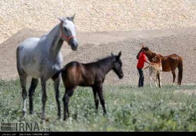 هدفگذاری صادرات اسب تركمن به كشورهای عربی و اروپایی