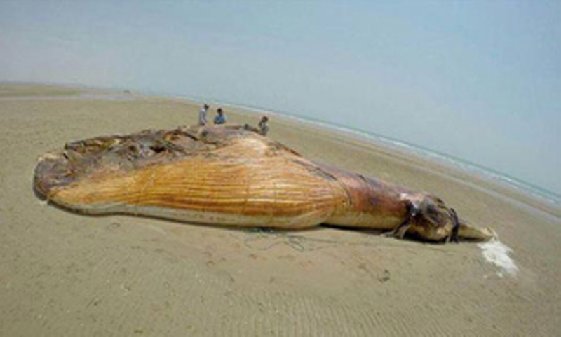 Carcass of ten ton whale goes ashore in Bandar Lengeh of Iran Carcass of ten ton whale goes ashore in Bandar Lengeh of Iran