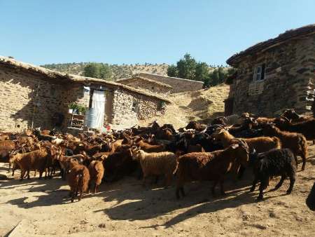 «بُز مرخز» دیگر خیال بازیگوشی در كردستان ندارد