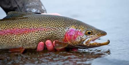 Astara exports trout to Russia Astara exports trout to Russia