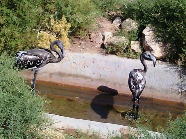 جوجه فلامینگوهای بختگان به پرواز درآمدند