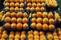 میوه و تره بار از 15 آبان تنها با بسته بندی استاندارد صادر می شود