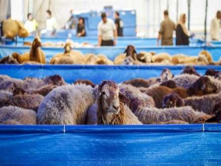 پيش بيني 17 مركز عرضه دام بهداشتي در شيراز ويژه عيد قربان