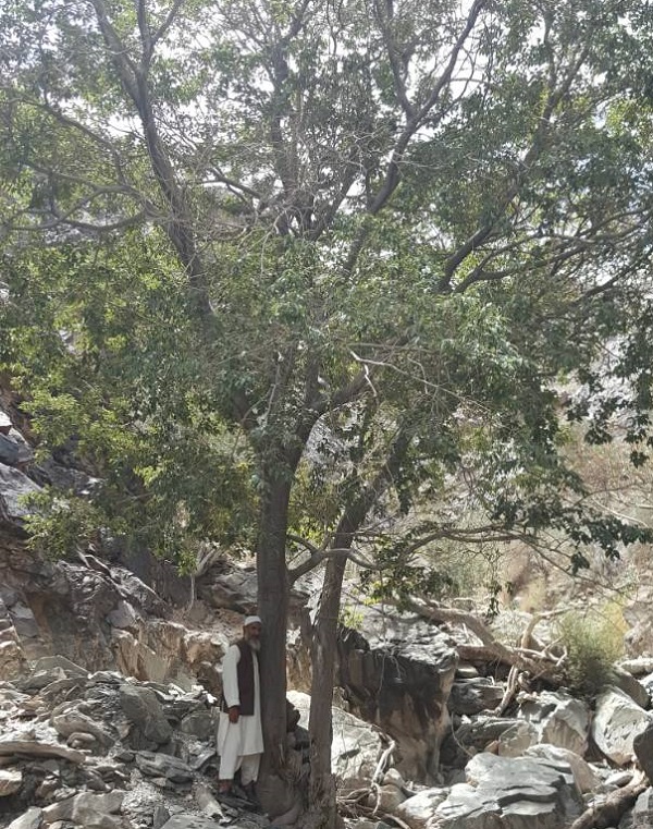 كشف تنها رويشگاه طبيعي درخت داغداغان در شهرستان سراوان