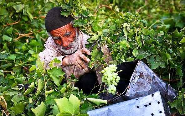 برداشت انگور در كردستان با پيش بيني توليد 100 هزار تُني اين محصول آغاز شد