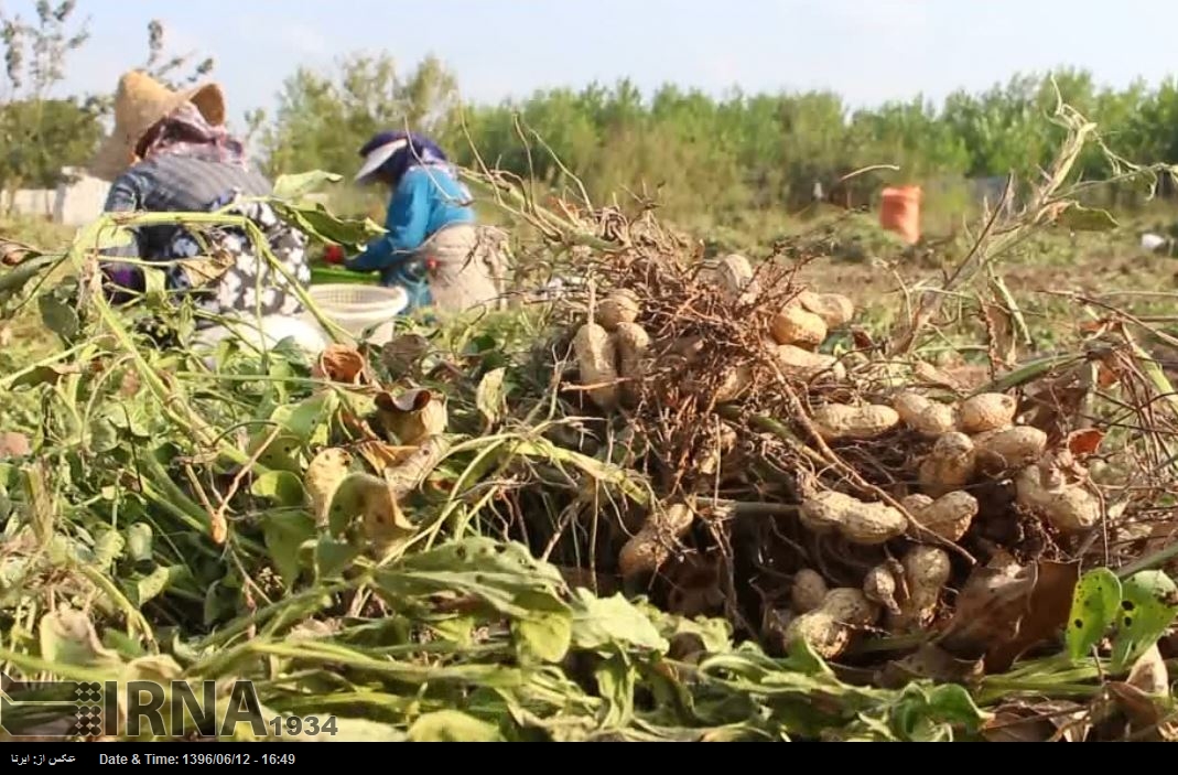 آستانه اشرفیه - برداشت تا بسته بندی بادام زمینی