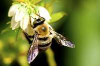 كمك زنبور عسل به ساخت آنتی بیوتیك جدید