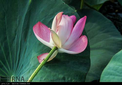 Caspian Lotus flowers in Anzali Lagoon