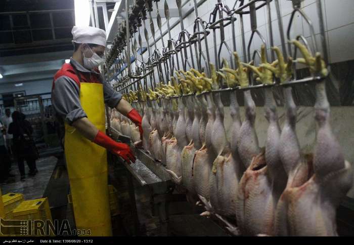 تشکیل ۱۱۹ پرونده تخلف عرضه مرغ در شیراز ، گرانفروشی در صدر 