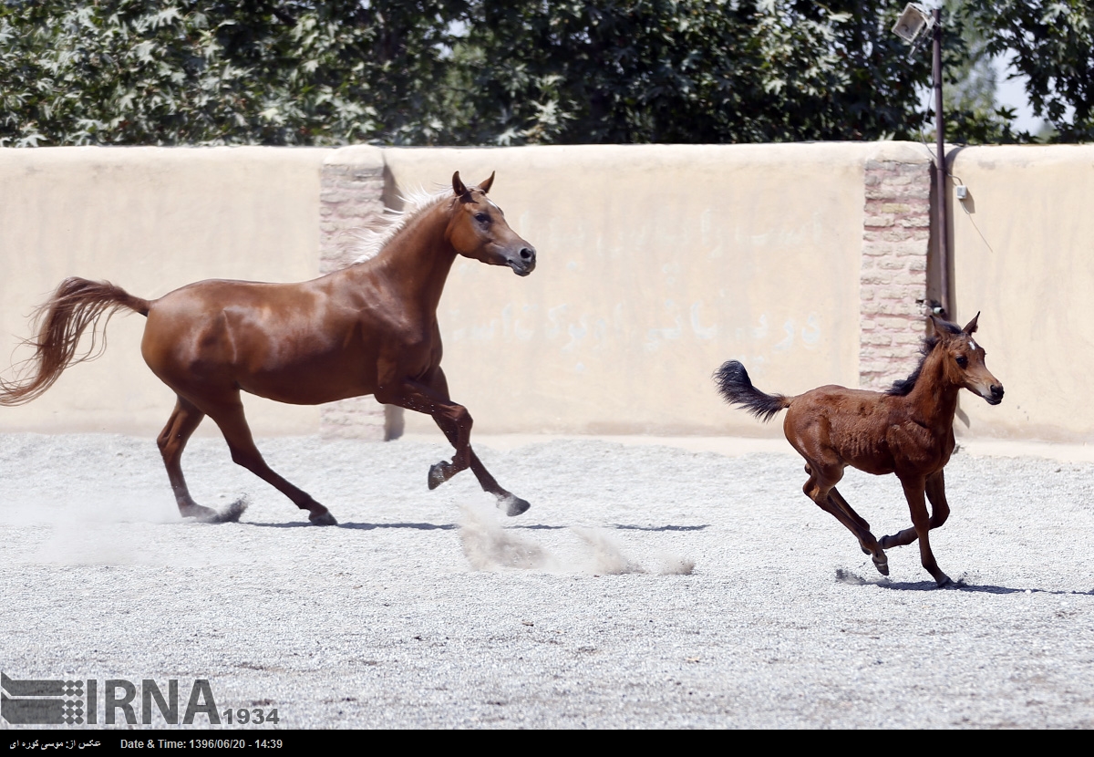 پرورش اسب در بخش کردان شهرستان ساوجبلاغ