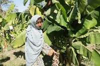 سیستان و بلوچستان بهشت متنوع ترین میوه های گرمسیری ایران