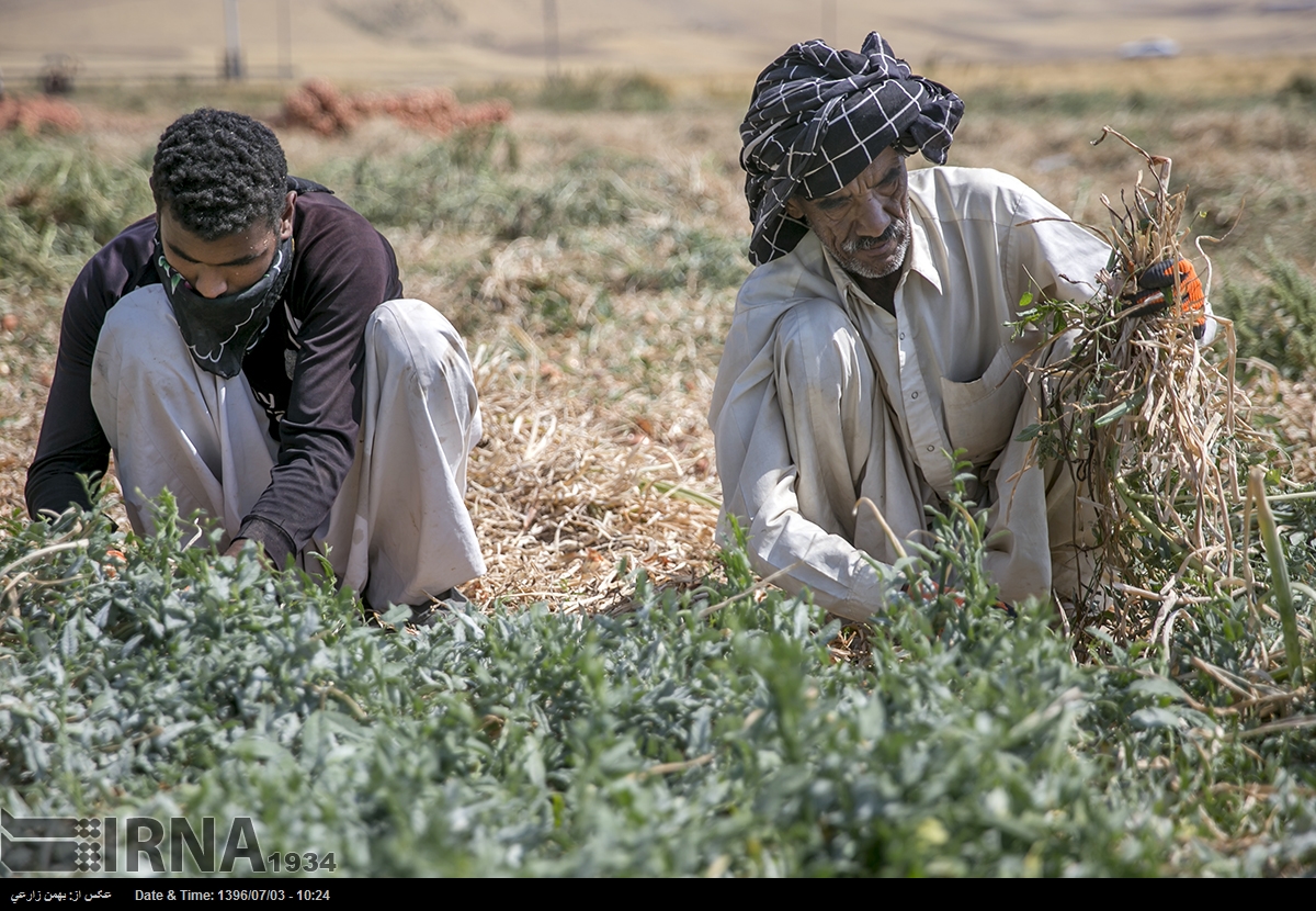 بکارگیری اتباع غیرمجاز در واحدهای کشاورزی و تولیدی استان کرمانشاه ممنوع است