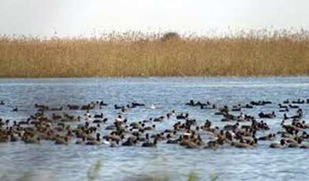آغاز كوچ پرندگان مهاجر به شمال خوزستان