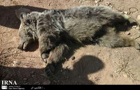 مرگ توله خرس براثر برخورد با خودرو در بخش كجور مازندران