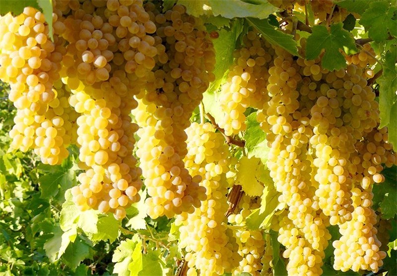 افزايش 10 درصدي توليد محصول انگور در شهرستان ابركوه