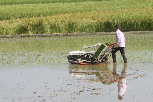 محدوديت كشت دوباره برنج در مازندران با آب چاه