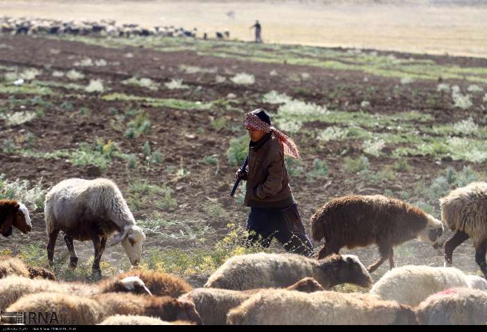 کوچ، قصه‌ اصالتی که در گذر تاریخ گم نمی‌شود