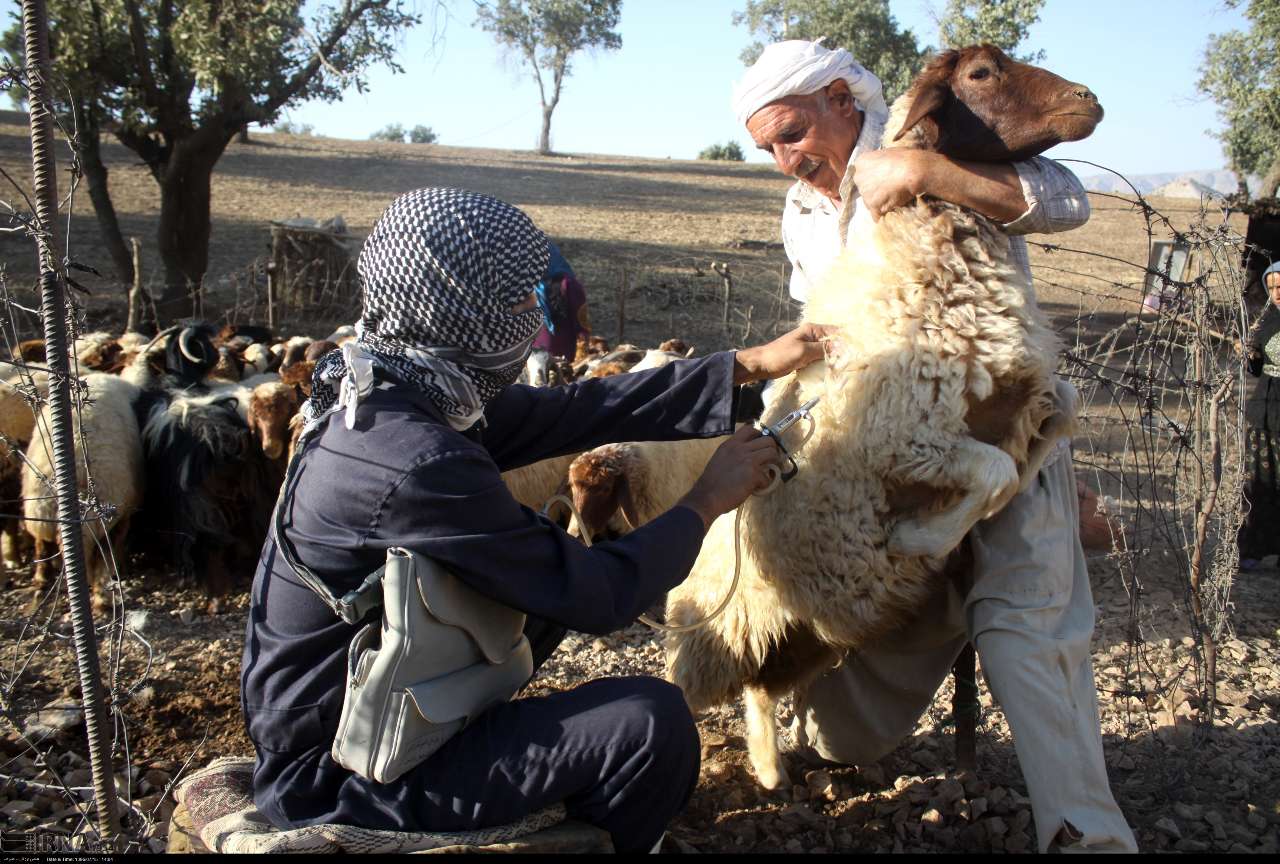 چهار میلیون راس دام سبک خوزستان علیه طاعون واکسینه شد