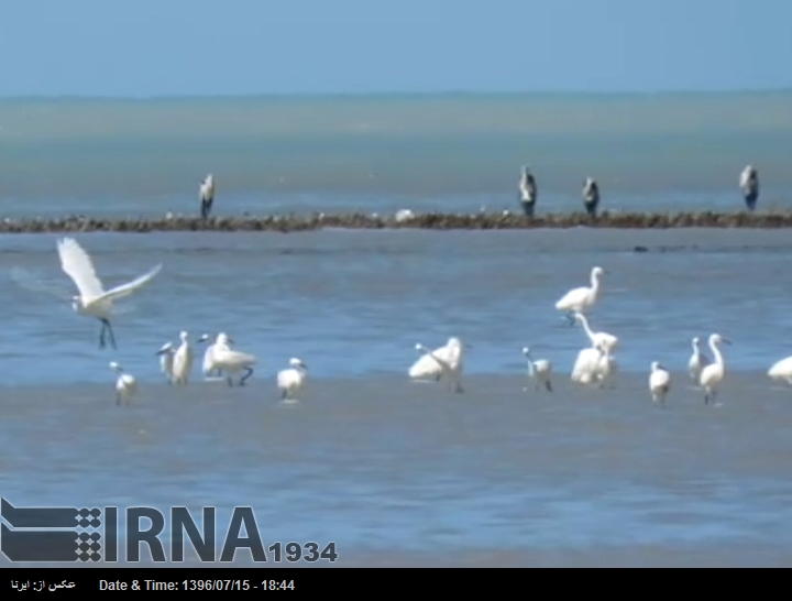 گلستان-ورود نخستین گروه پرندگان مهاجر به تالاب بین المللی گمیشان