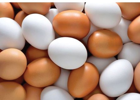 افزایش تولید تخم مرغ از برنامه های جهاد كشاورزی كردستان است