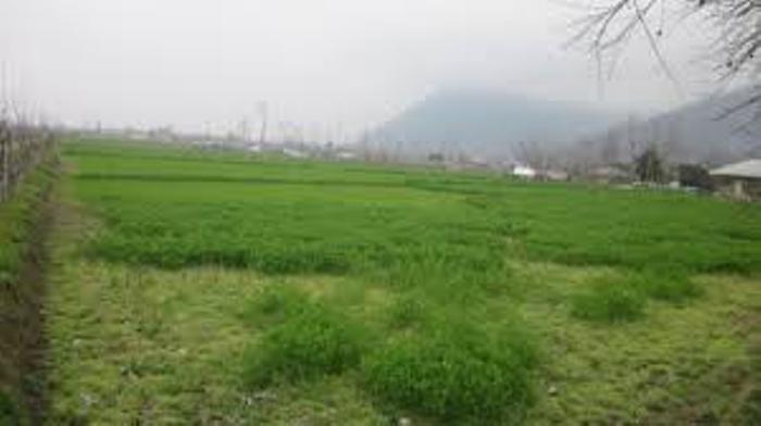 اختصاص دوهزار هكتار اراضي كشاورزي لاهيجان به كشت دوم