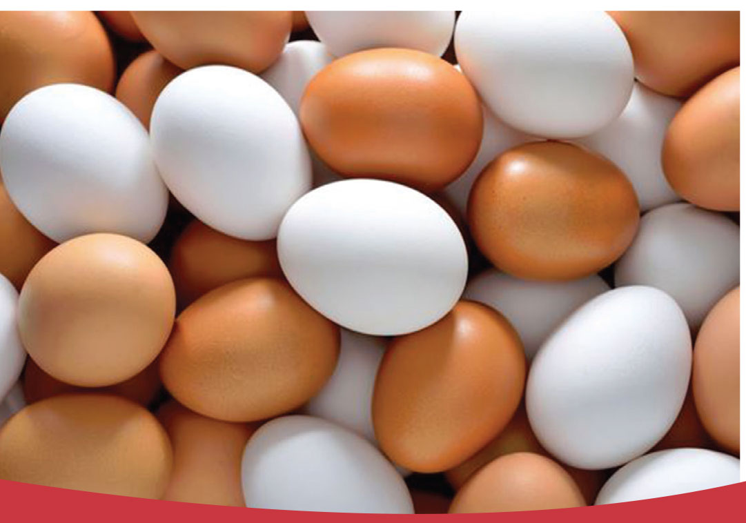 40 درصد تخم مرغ مورد نياز آذربايجان غربي در داخل استان توليد مي شود
