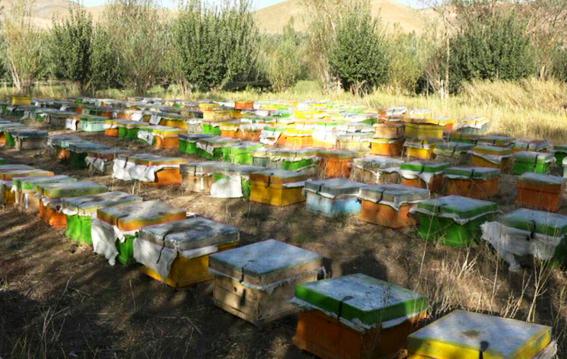 تولید 1300 تن عسل در اشنویه