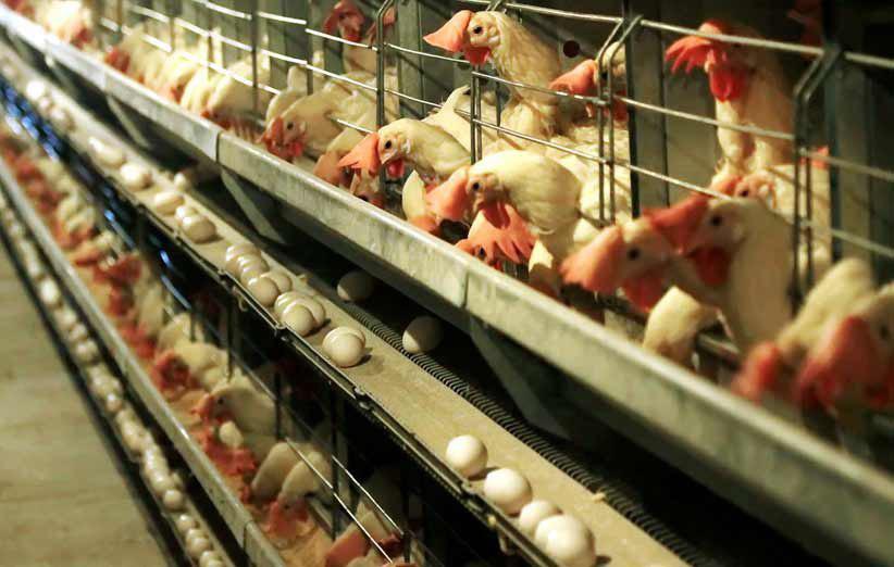 مجوز راه اندازي واحد مرغداري تخم گذار در سمنان ممنوع شد