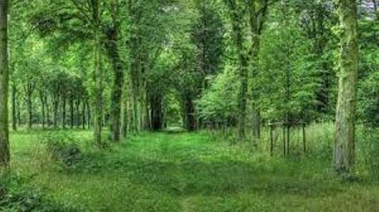 سرانه جنگل در همدان 8.5 برابر كمتر از میانگین كشوری است
