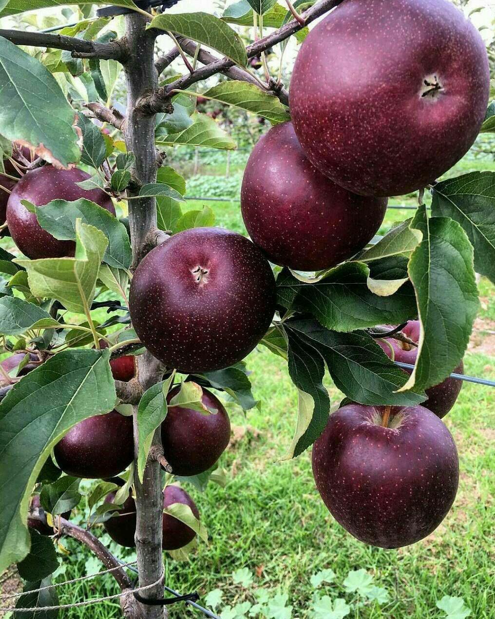 430 هزار تن میوه در استان اردبیل تولید می شود