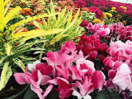 424 ميليون انواع گل و گياهان زينتي در محلات توليد شد