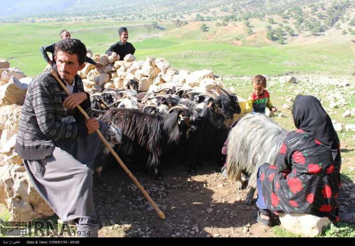 گوشت قرمز دام عشایر قربانی واسطه‌ها