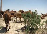 كشف افزون بر سه هزار راس دام قاچاق در سیستان و بلوچستان