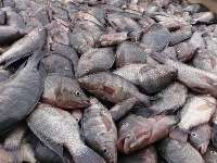گونه مهاجم ماهي تيلاپيا فعاليت هاي صيادي و روند تكثير گونه هاي بومي را مختل كرده است