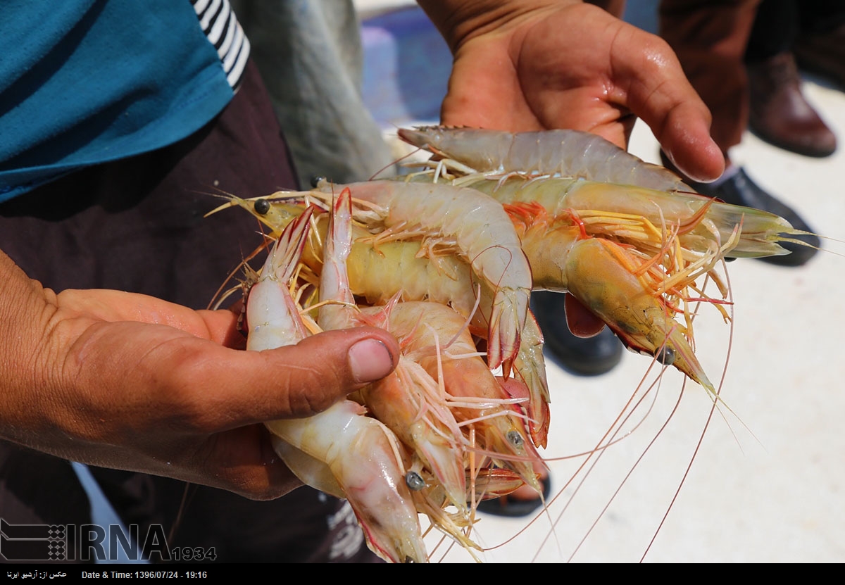 IRNA English - Shrimp fishing in Persian Gulf waters
