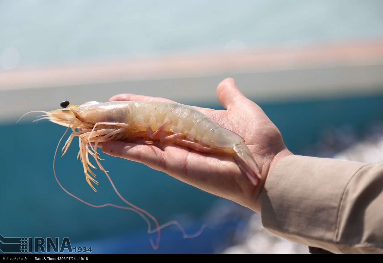 Shrimp fishing in Persian Gulf waters