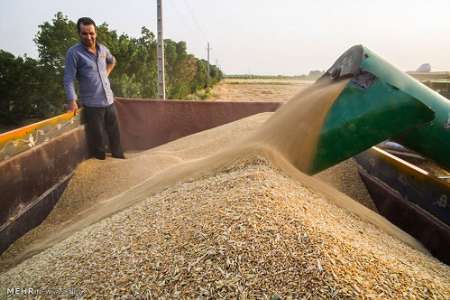 گندمكاران سود تاخیر پرداخت بهای گندم خود را از دولت می گیرند