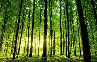 زندگی در نزدیكی جنگل برای مغز مفید است