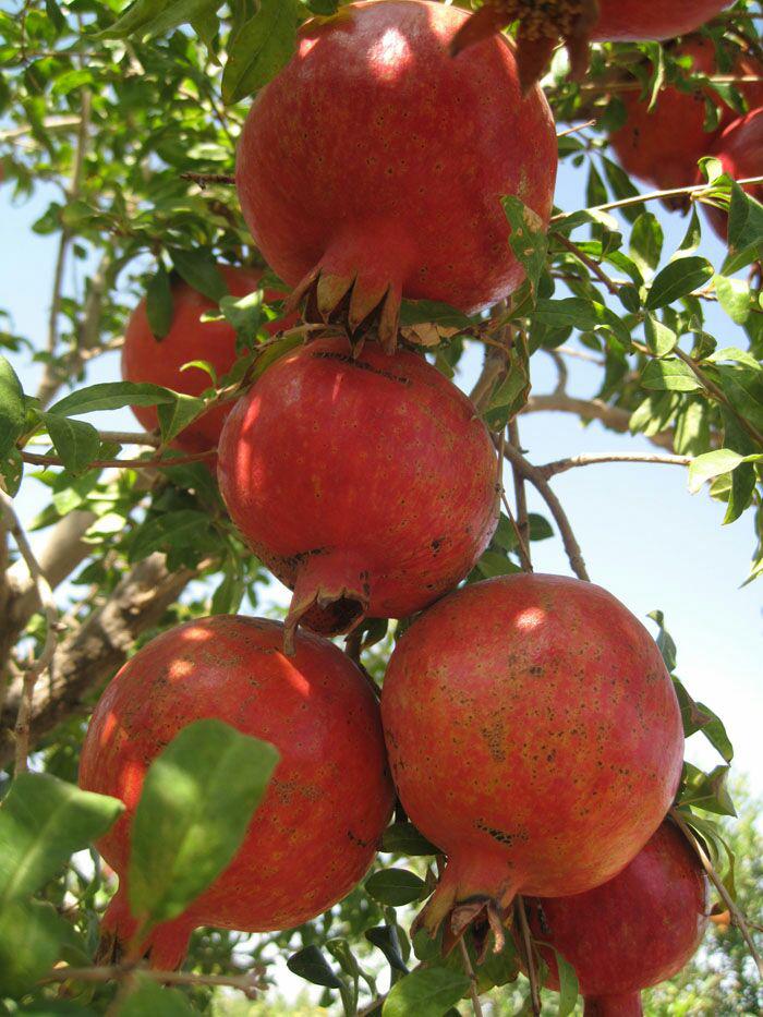 آغاز برداشت انار در شهرستان مه ولات خراسان رضوي