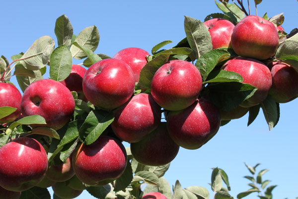 پیش بینی تولید بیش از 3 میلیون تن سیب در كشور