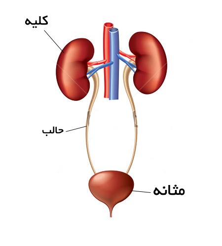 بيماري هايي كه منجر به مثانه نوروژنيك مي شوند