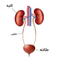 بيماري هايي كه منجر به مثانه نوروژنيك مي شوند