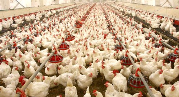 خرید 450 تن مرغ زنده در آذربایجان شرقی
